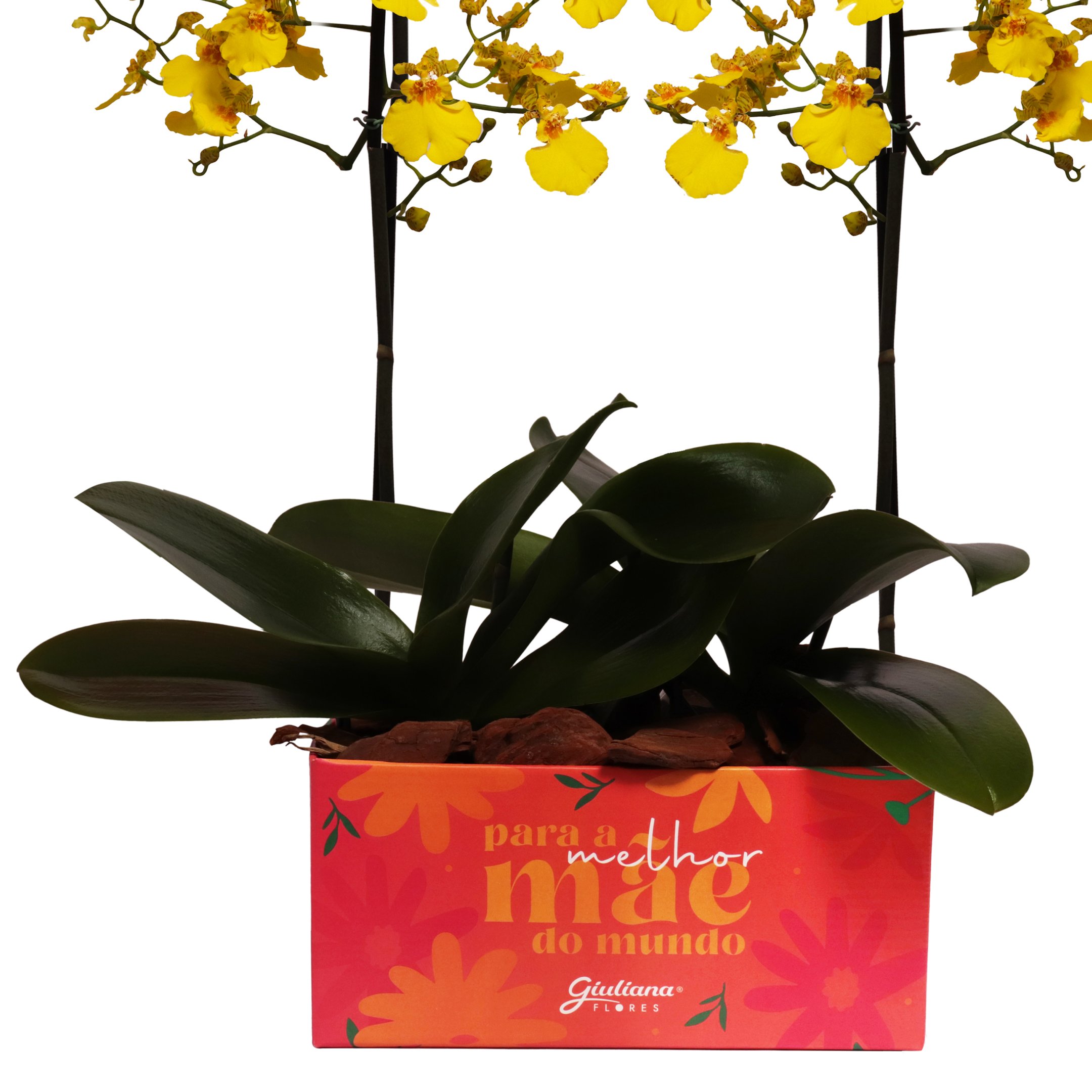 Dupla de Mini Orquídeas Chuva de Ouro Para Melhor Mãe