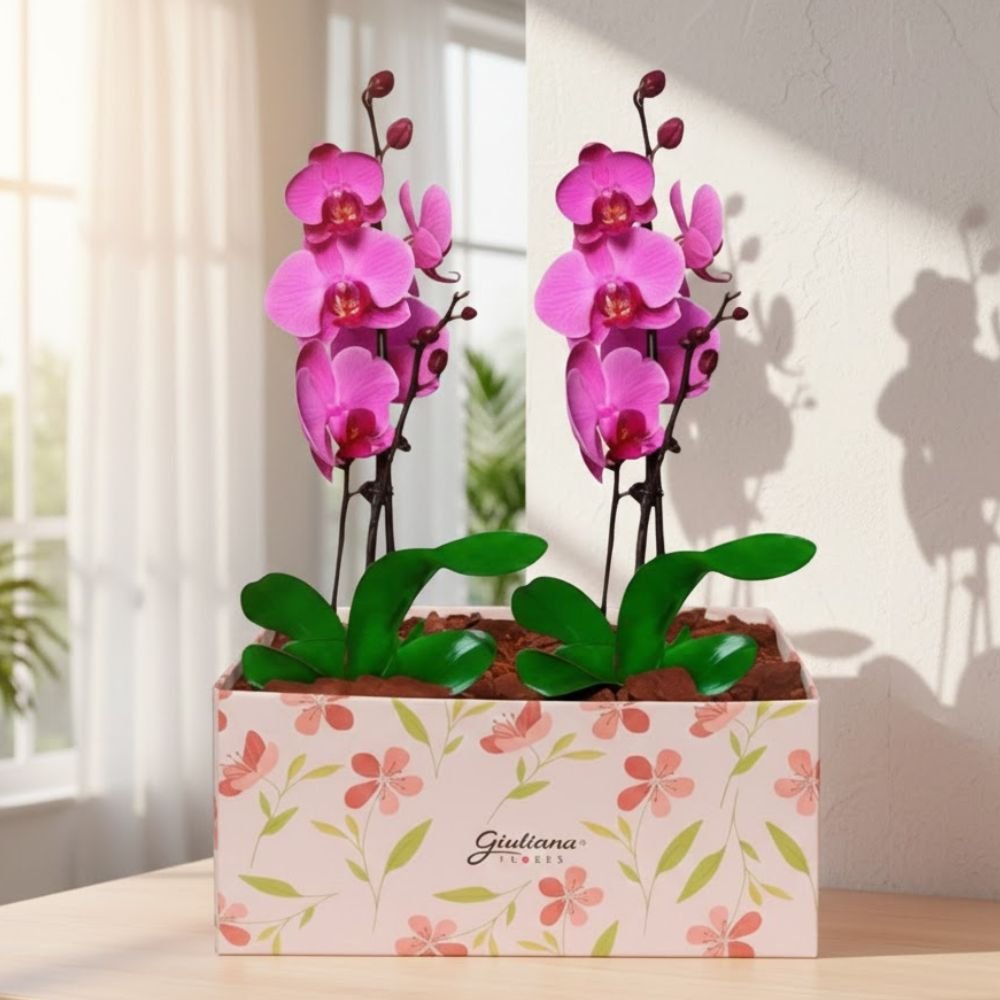 Dupla de Orquídeas Pink