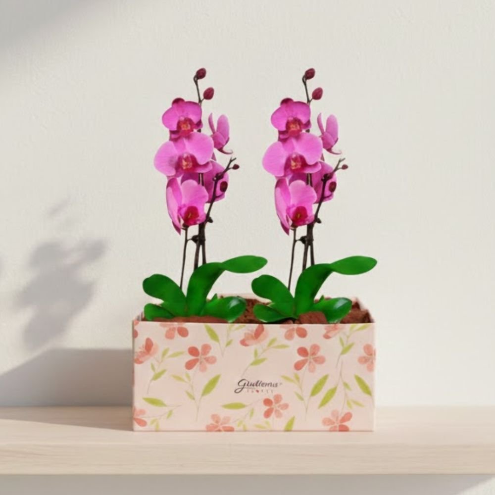 Dupla de Orquídeas Pink