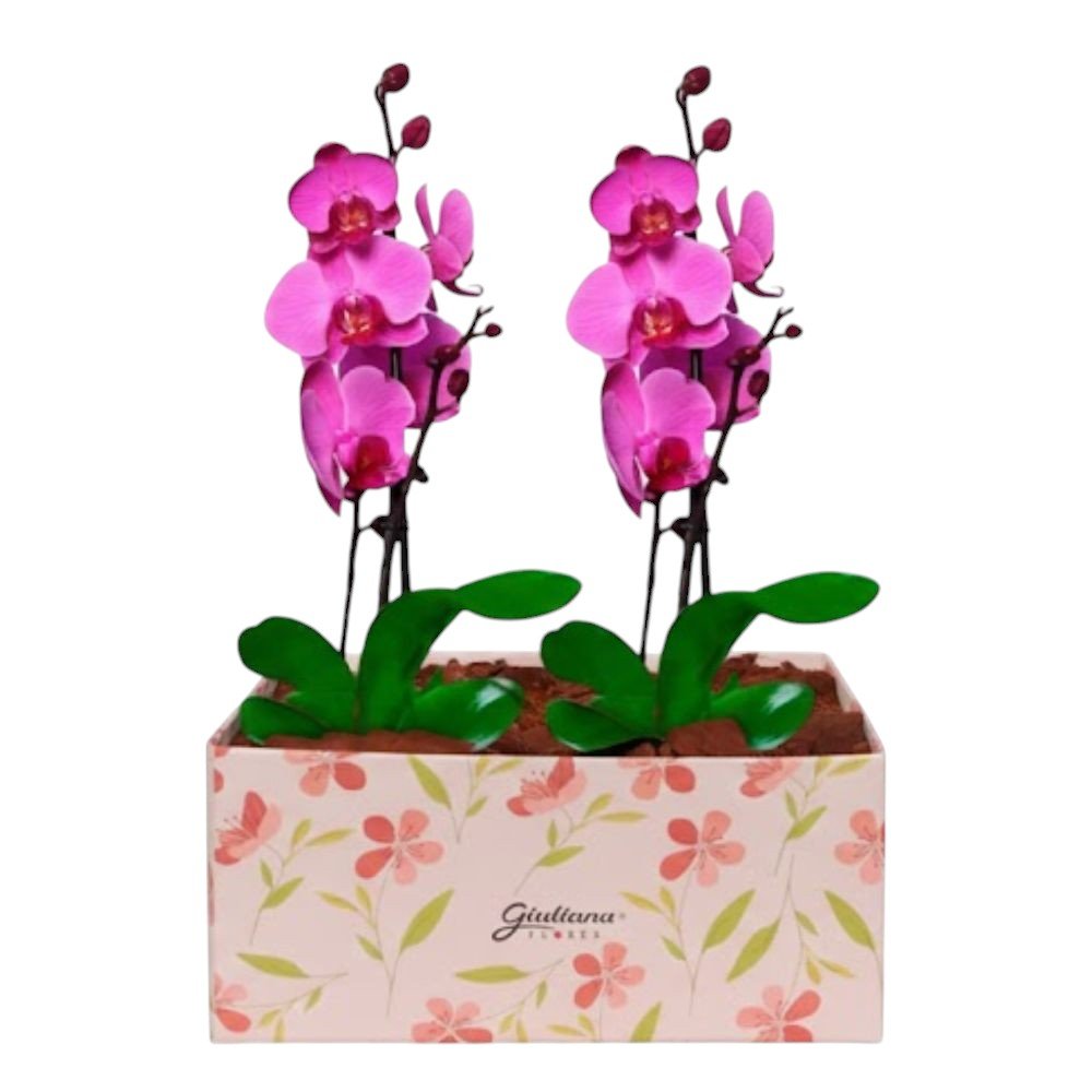 Dupla de Orquídeas Pink
