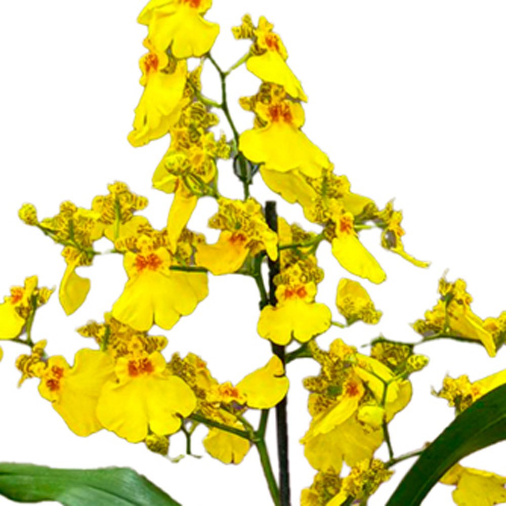 Orquídea Chuva de Ouro Garbo