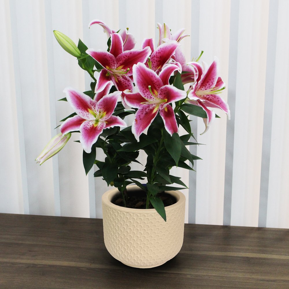 Lirio Pink Plantado no Vaso Garden