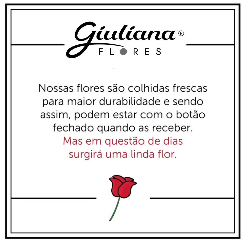 Lirio Pink Plantado no Vaso Garden