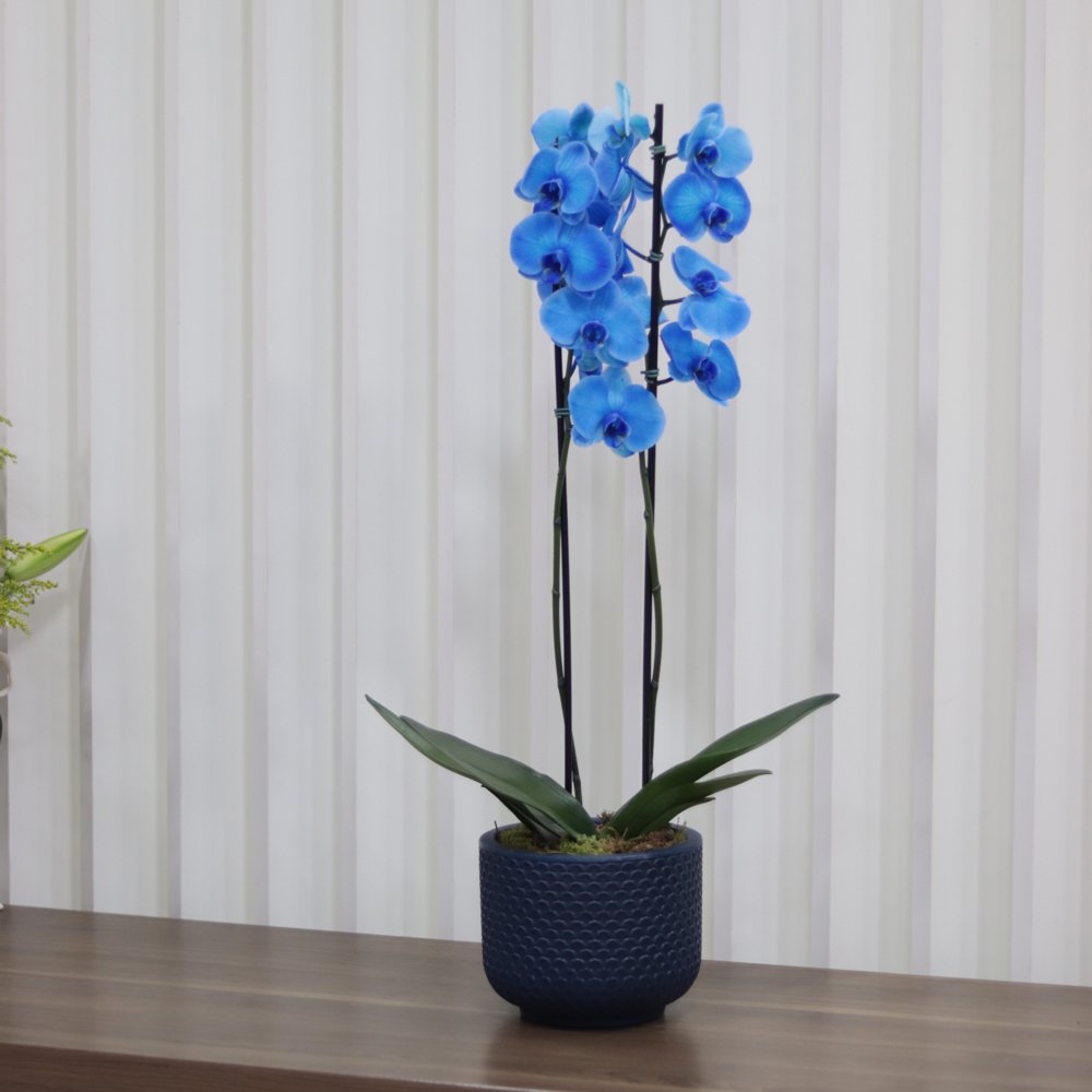 Orquídea Phalaenopsis Azul Decore