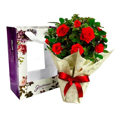 Vaso de Mini Rosa Vermelha na Bag Floral