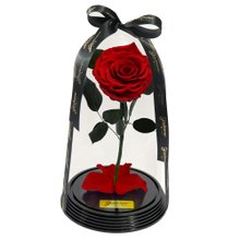 Fabulosa Rosa Encantada Vermelha