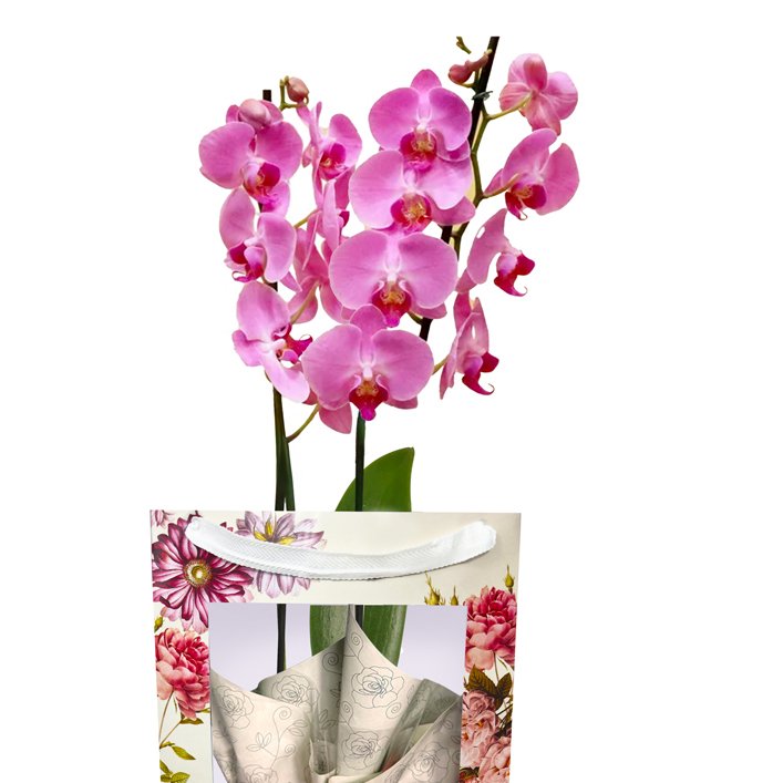 Orquídea Pink Presente na Bag Floral