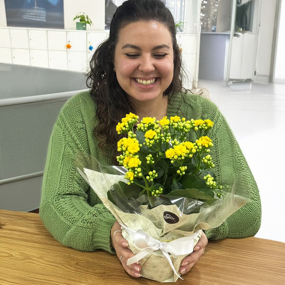 Kalanchoe Amarelo Plantado Presente