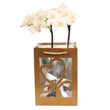 Mini Orquídea Rara Branca na Sacola Gold