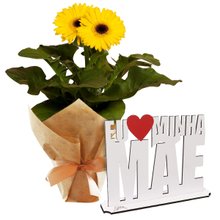 Gérbera Plantada Amarela e Placa Eu Amo Minha Mãe 20x14