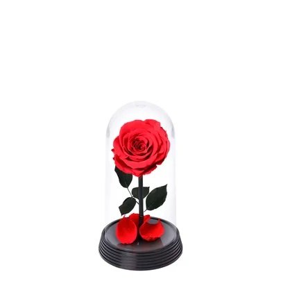 A Bela Rosa Encantada Vermelha e Livro Café com Deus Pai