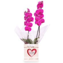 Orquídea Phalaenopsis Pink no Box Coração Te Amo