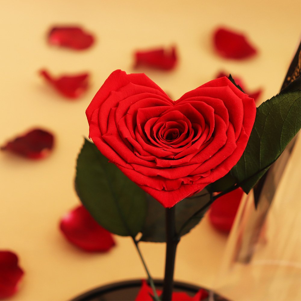 Coração de Rosa Encantada Vermelha
