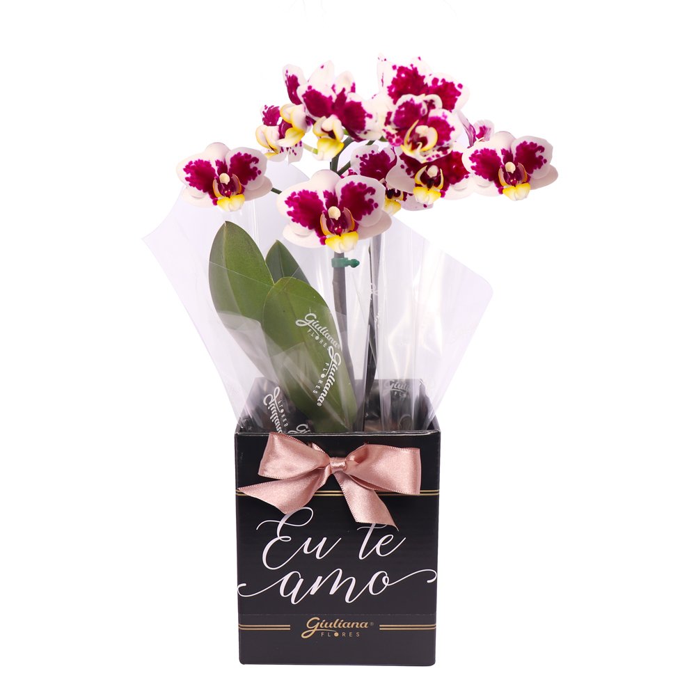 Orquídea Phalaenopsis Mesclada no Box Eu Te Amo