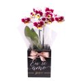 Orquídea Phalaenopsis Mesclada no Box Eu Te Amo