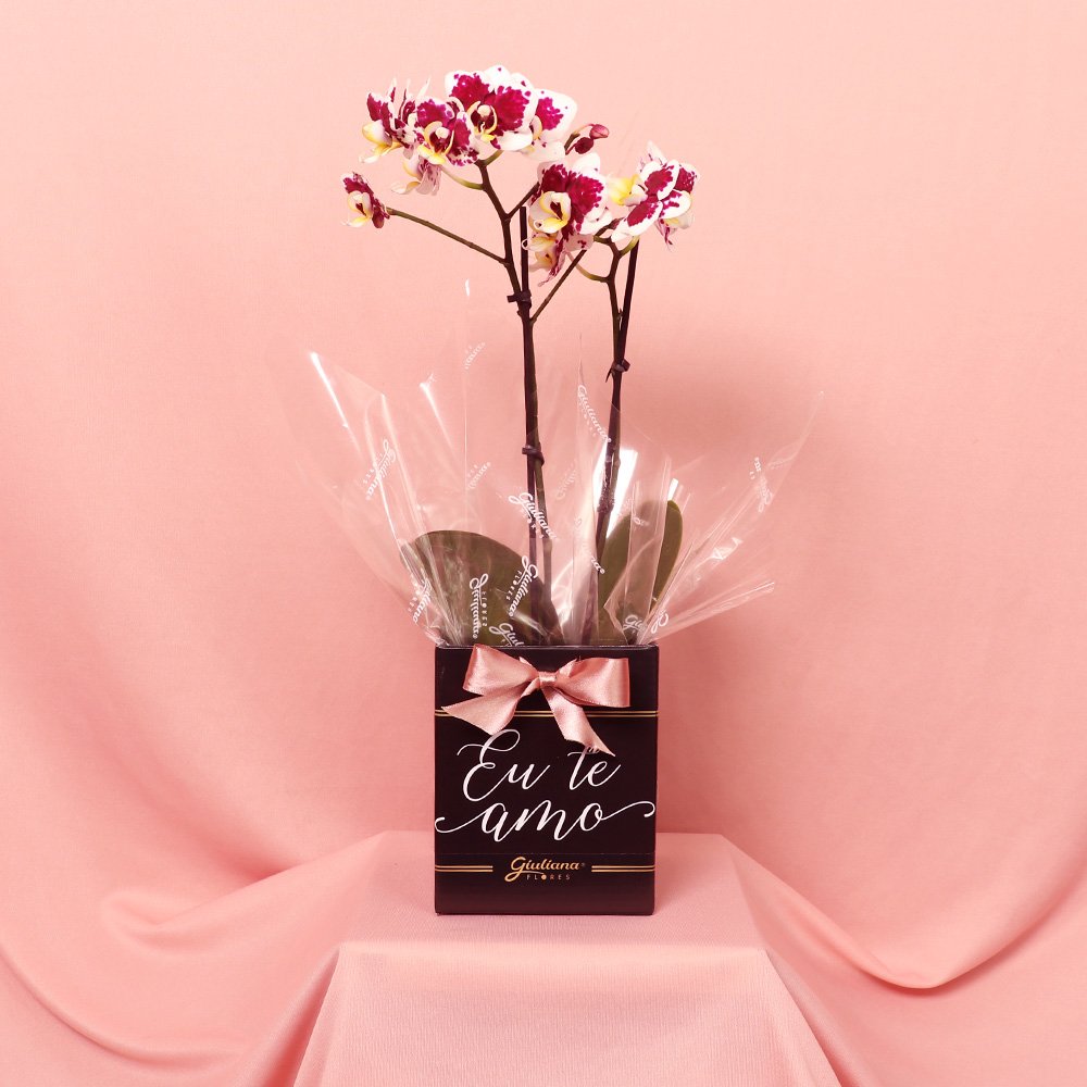 Orquídea Phalaenopsis Mesclada no Box Eu Te Amo