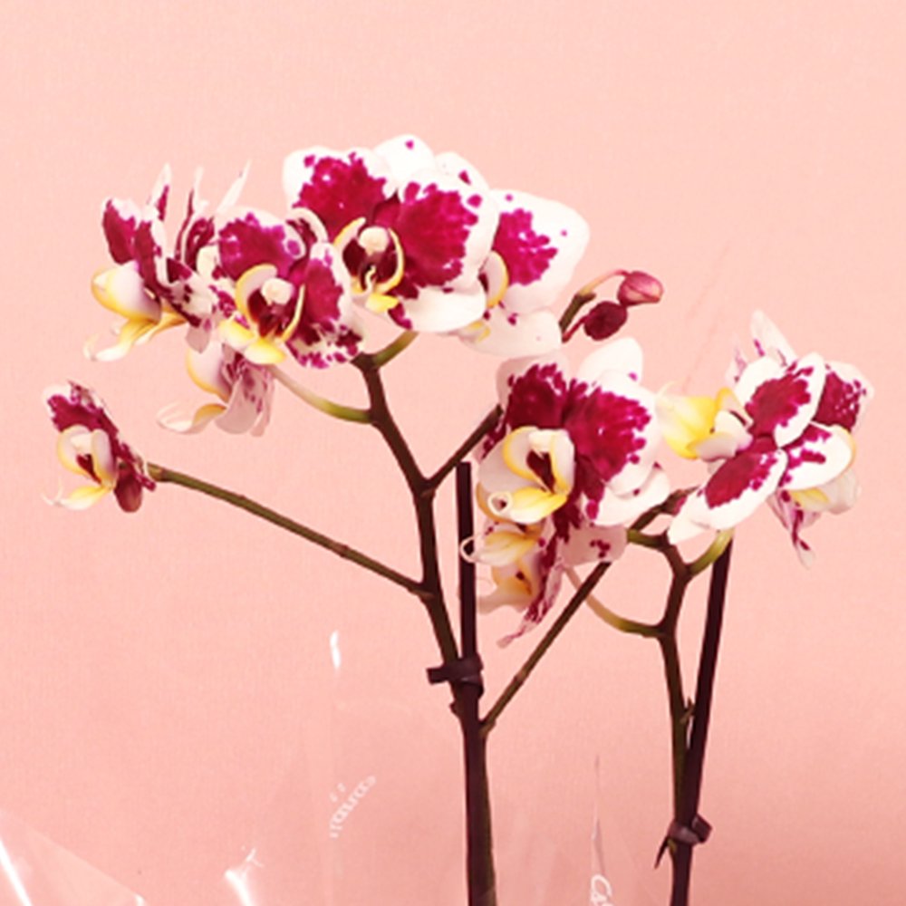 Orquídea Phalaenopsis Mesclada no Box Eu Te Amo