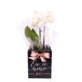 Orquídea Phalaenopsis Branca no Box Eu Te Amo