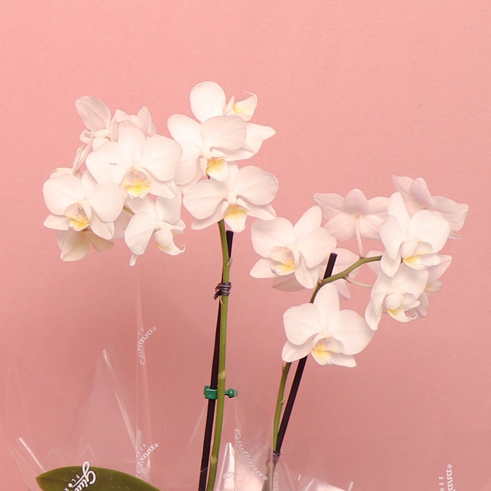Orquídea Phalaenopsis Branca no Box Eu Te Amo