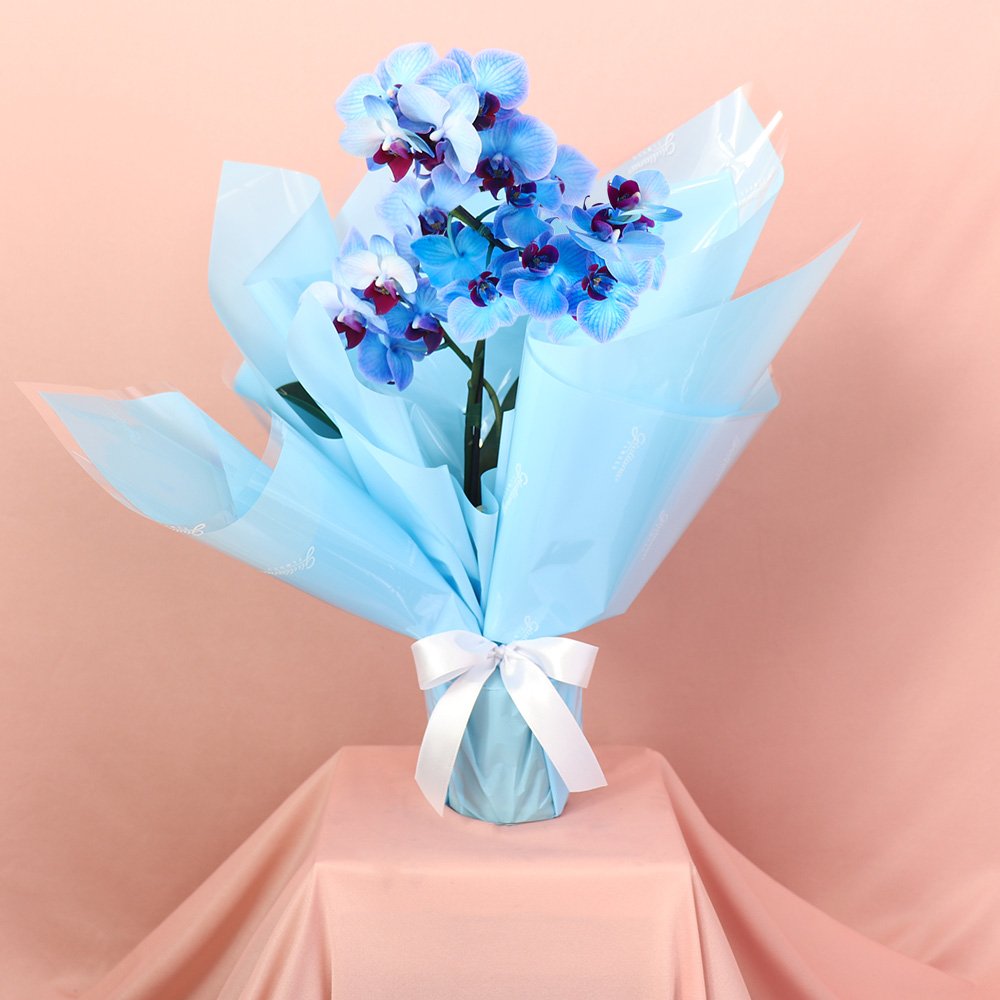 Mini Orquídea Rara Azul Virtuosa