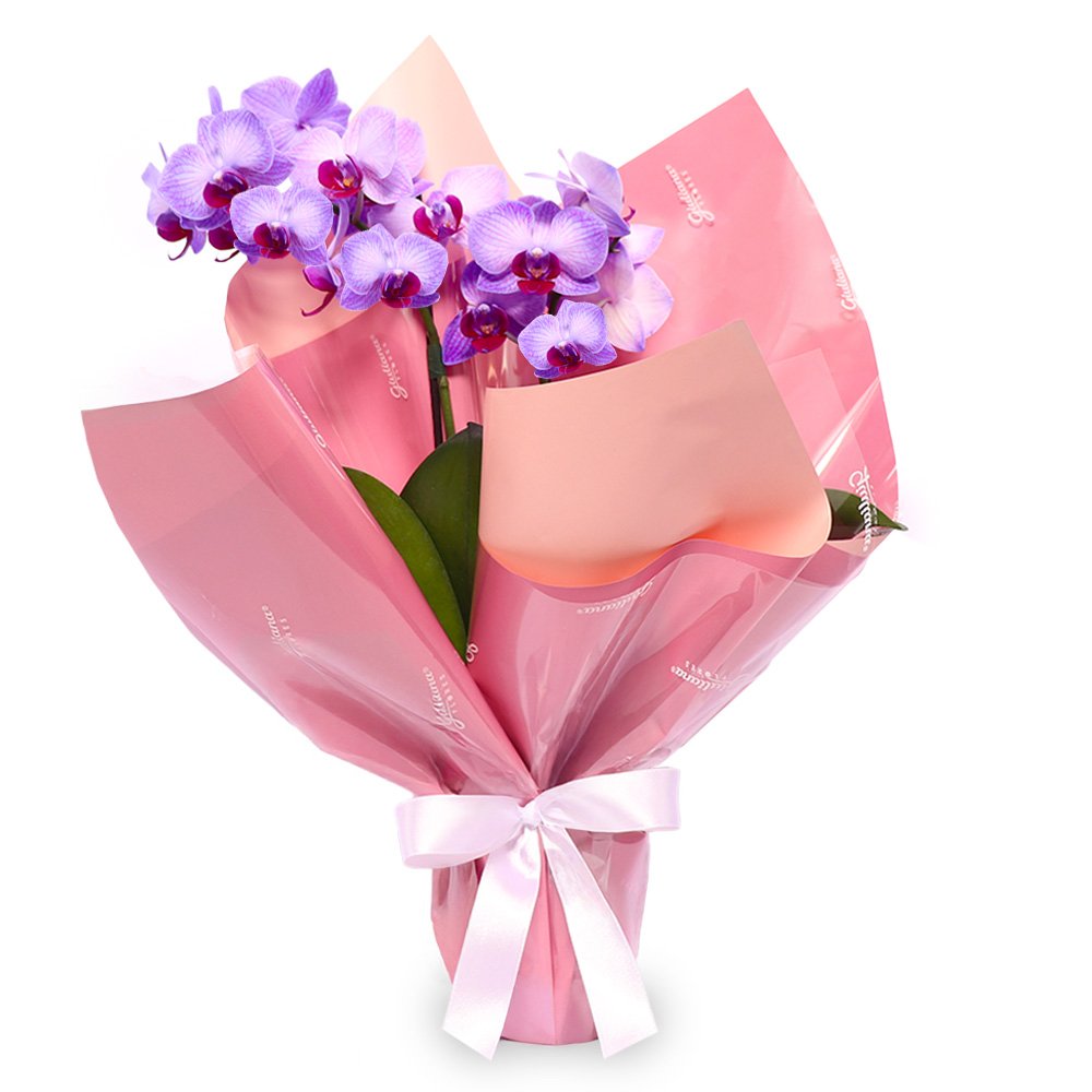 Mini Orquídea Rara Violeta Virtuosa