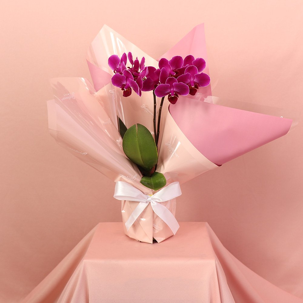 Mini Orquídea Rara Lilás Virtuosa
