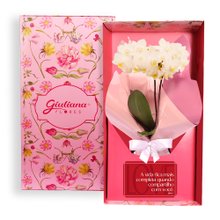 Mini Orquídea Rara Branca Virtuosa no Box Romântico