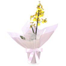 Mini Orquídea Chuva de Ouro Essencial