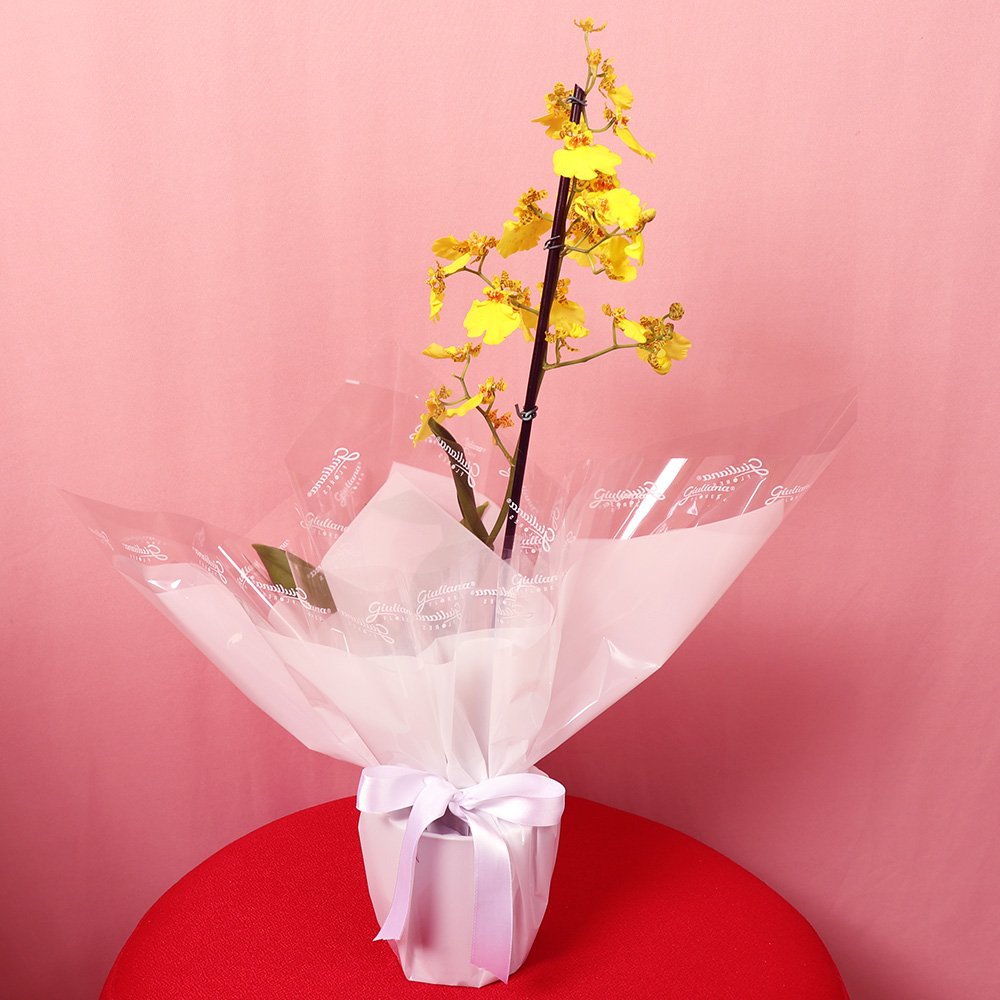 Mini Orquídea Chuva de Ouro Essencial