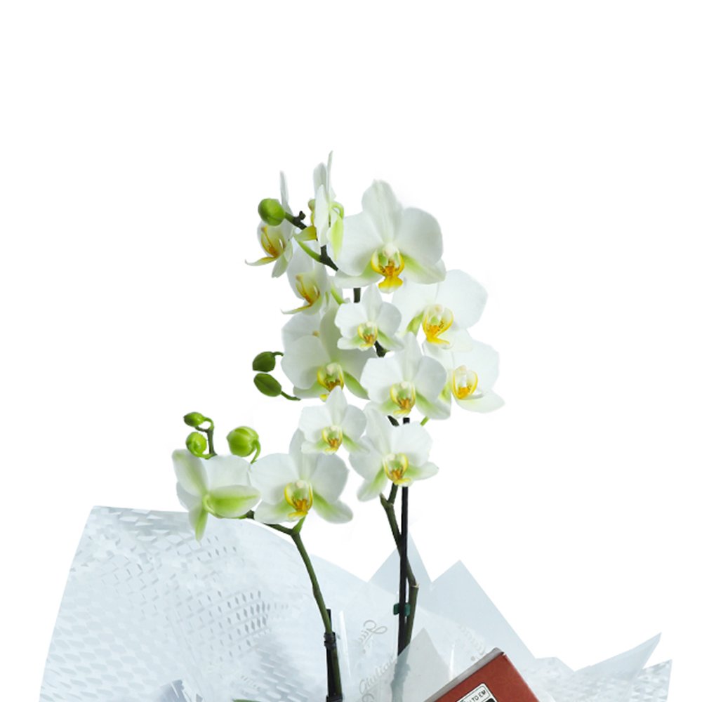 Kit Mini Rara Branca e Vinho Violette e Bombom Giuliana Flores