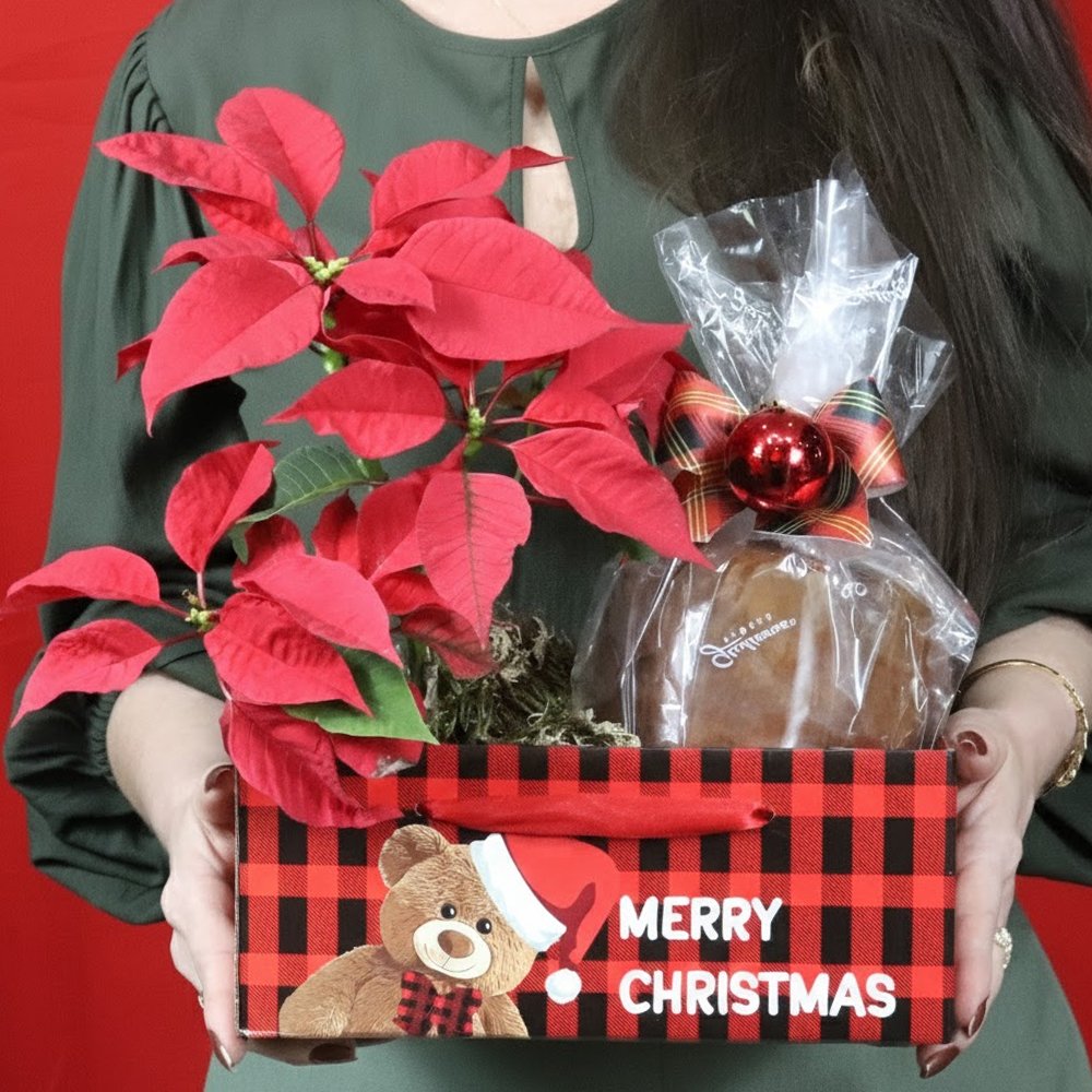 Kit Merry Christmas com Flor de Natal Poinsétia e Panettone