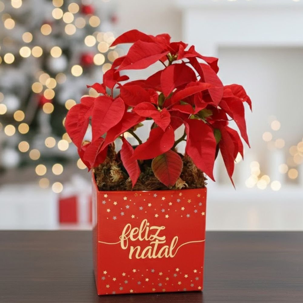 Flor de Natal Poinsétia no Box