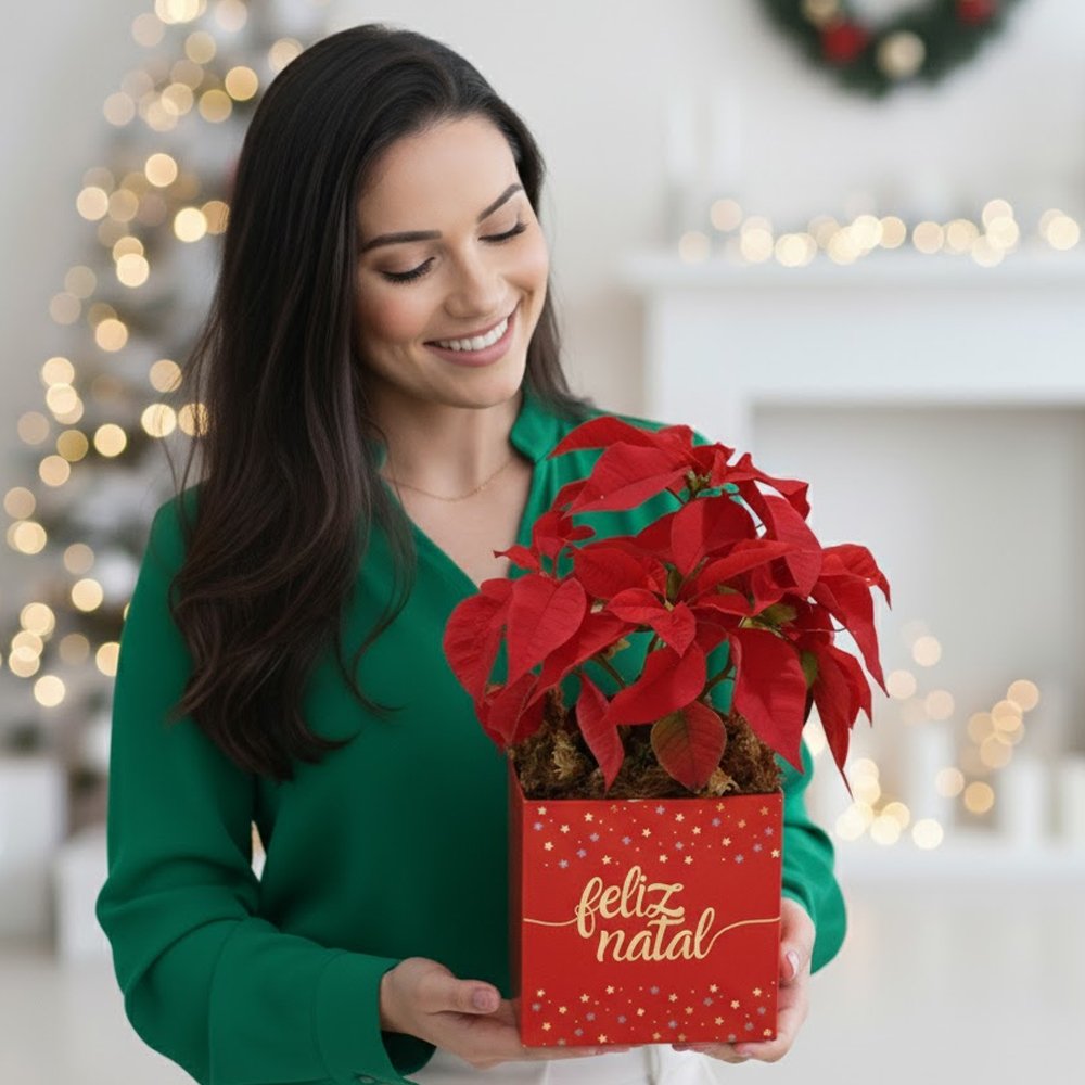 Flor de Natal Poinsétia no Box