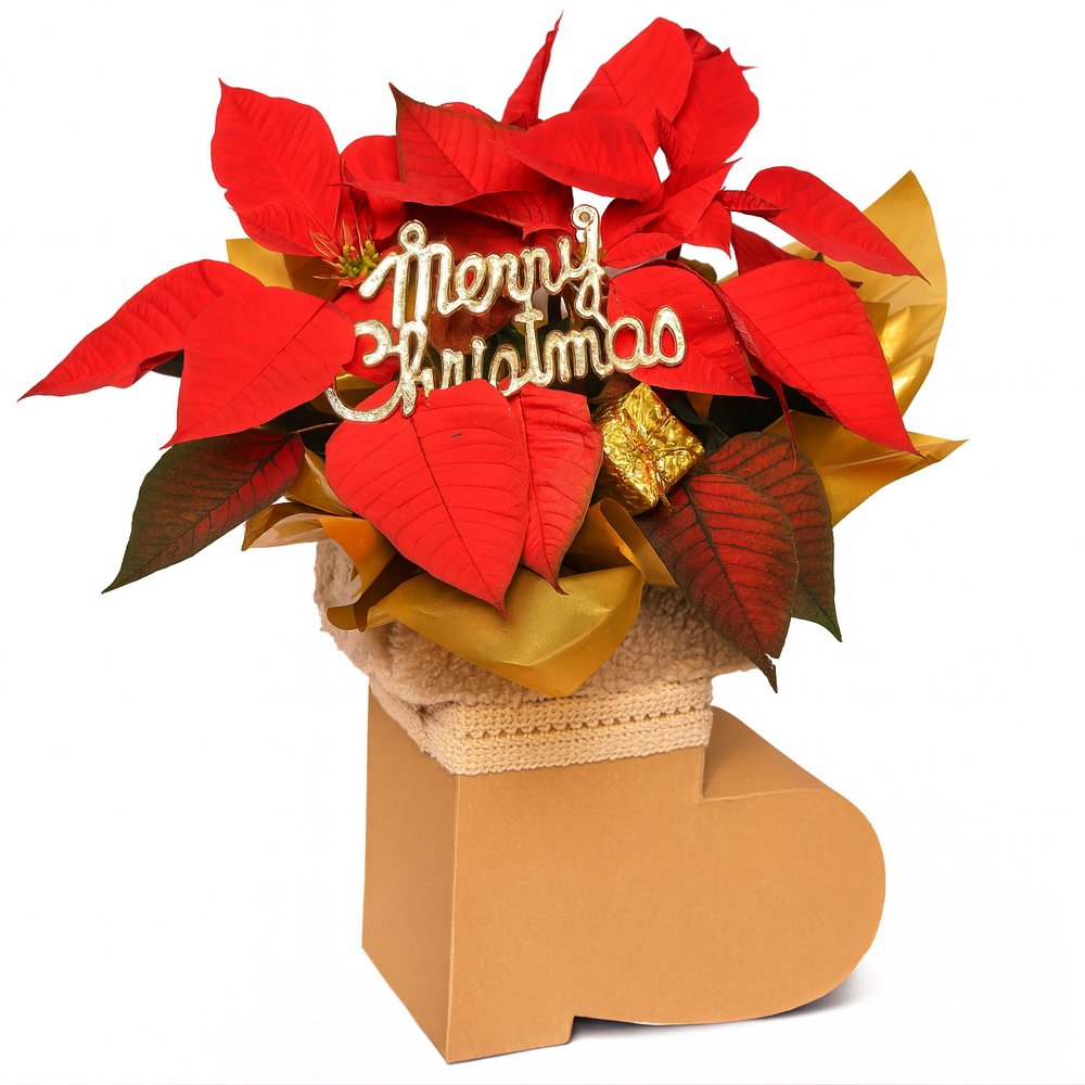 Flor de Natal Poinsétia na Botinha Merry Christmas