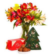 Admiração de Astromélias Coloridas e Biscoitê