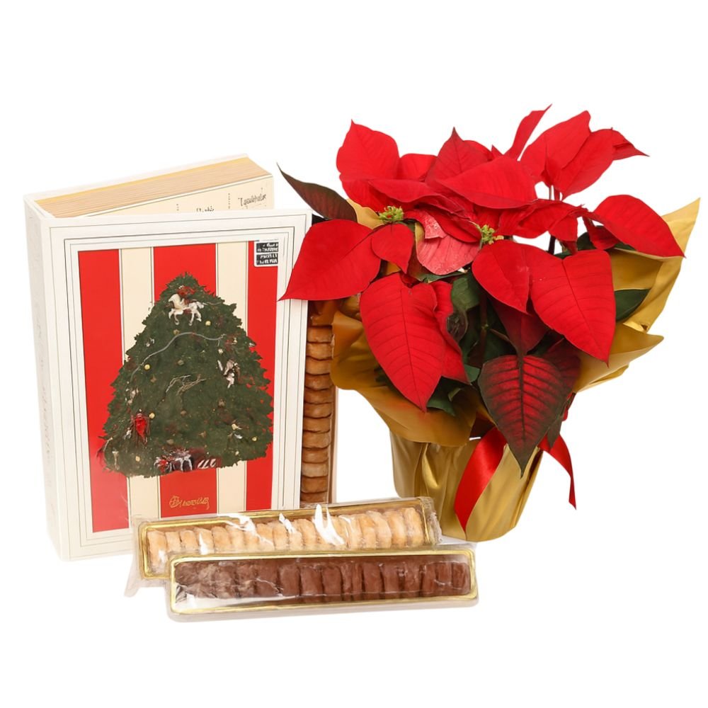 Flor de Natal Poinsétia e Livro Doces Memórias Biscoitê