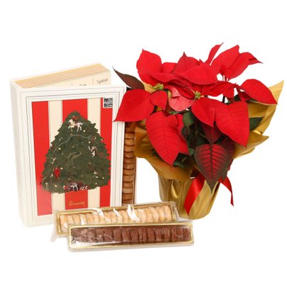 Flor de Natal Poinsétia e Livro Doces Memórias Biscoitê