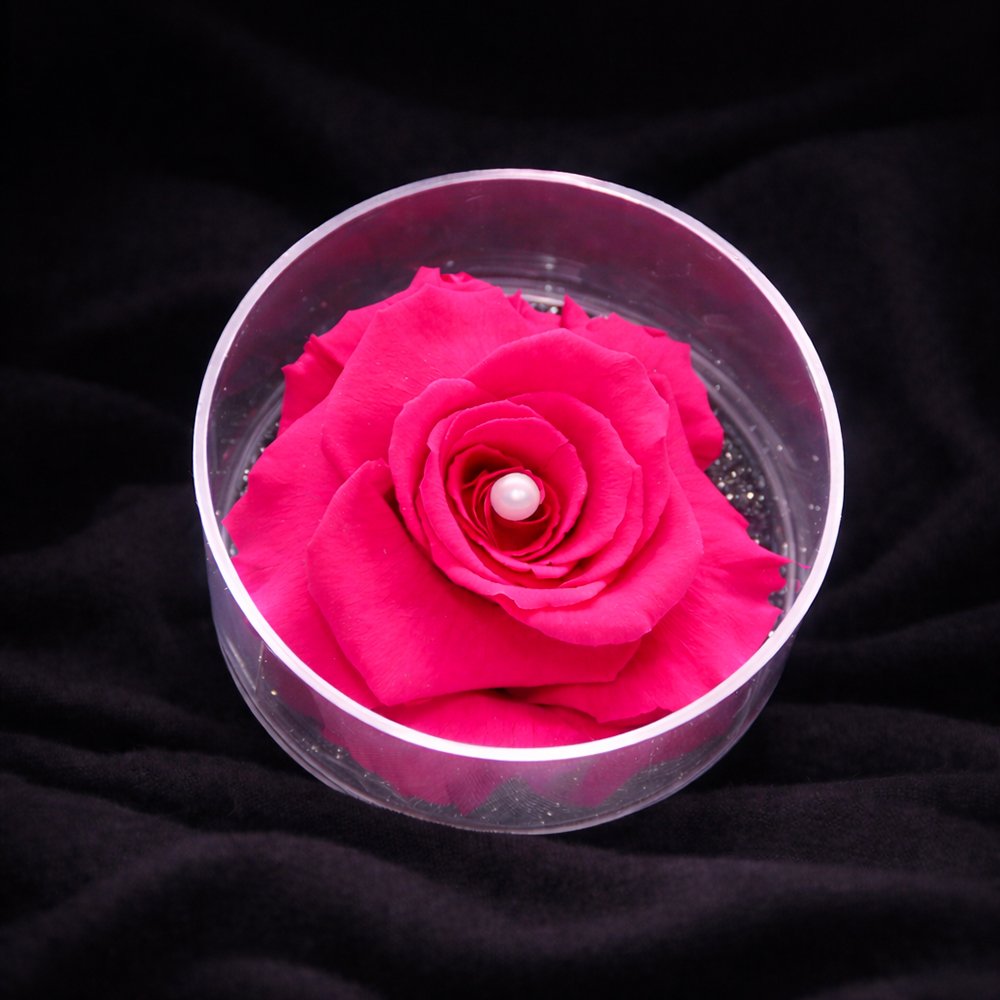 Carisma de Rosa Encantada Pink