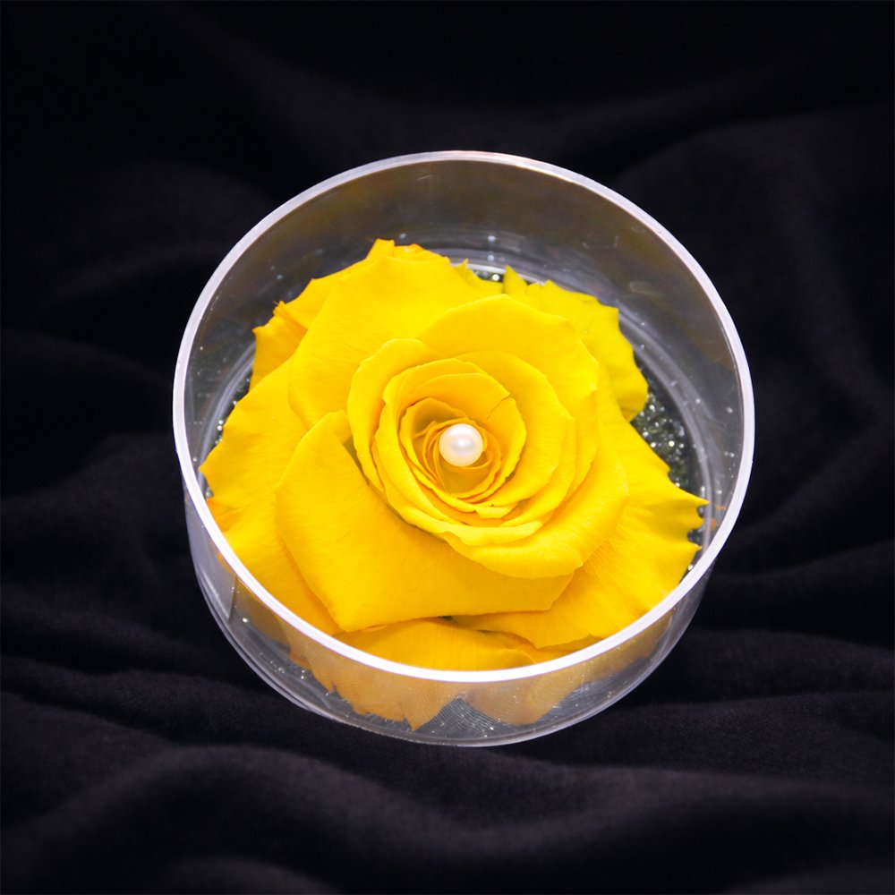 Carisma de Rosa Encantada Amarela