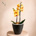 Orquídea Amarela Presente no Vaso Preto Jardim