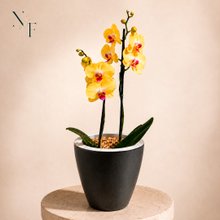 Orquídea Amarela Presente no Vaso Preto Jardim