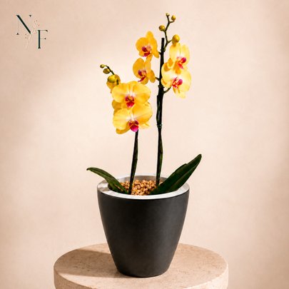 Orquídea Amarela Presente no Vaso Preto Jardim