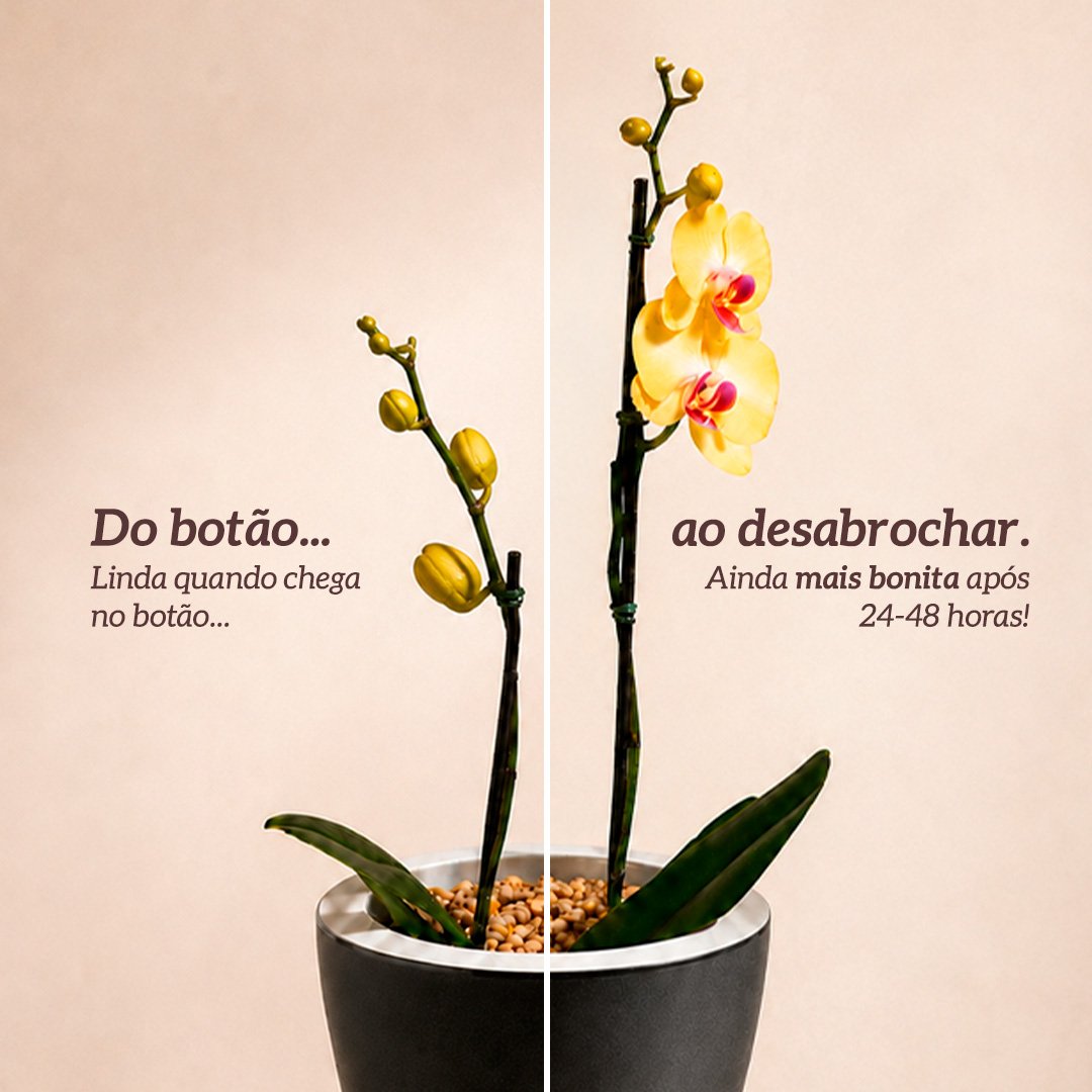 Orquídea Amarela Presente no Vaso Preto Jardim