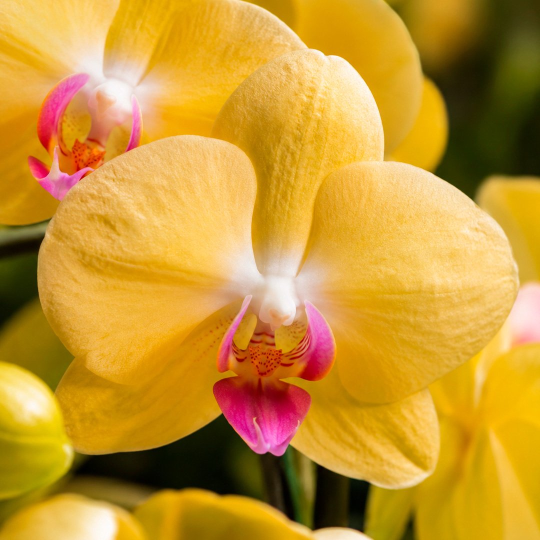 Orquídea Amarela Presente no Vaso Preto Jardim