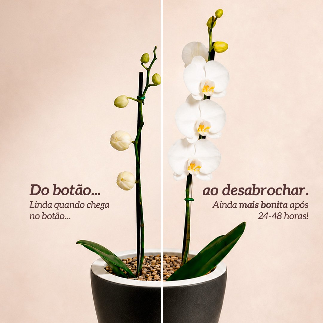 Orquídea Branca Presente no Vaso Preto Jardim