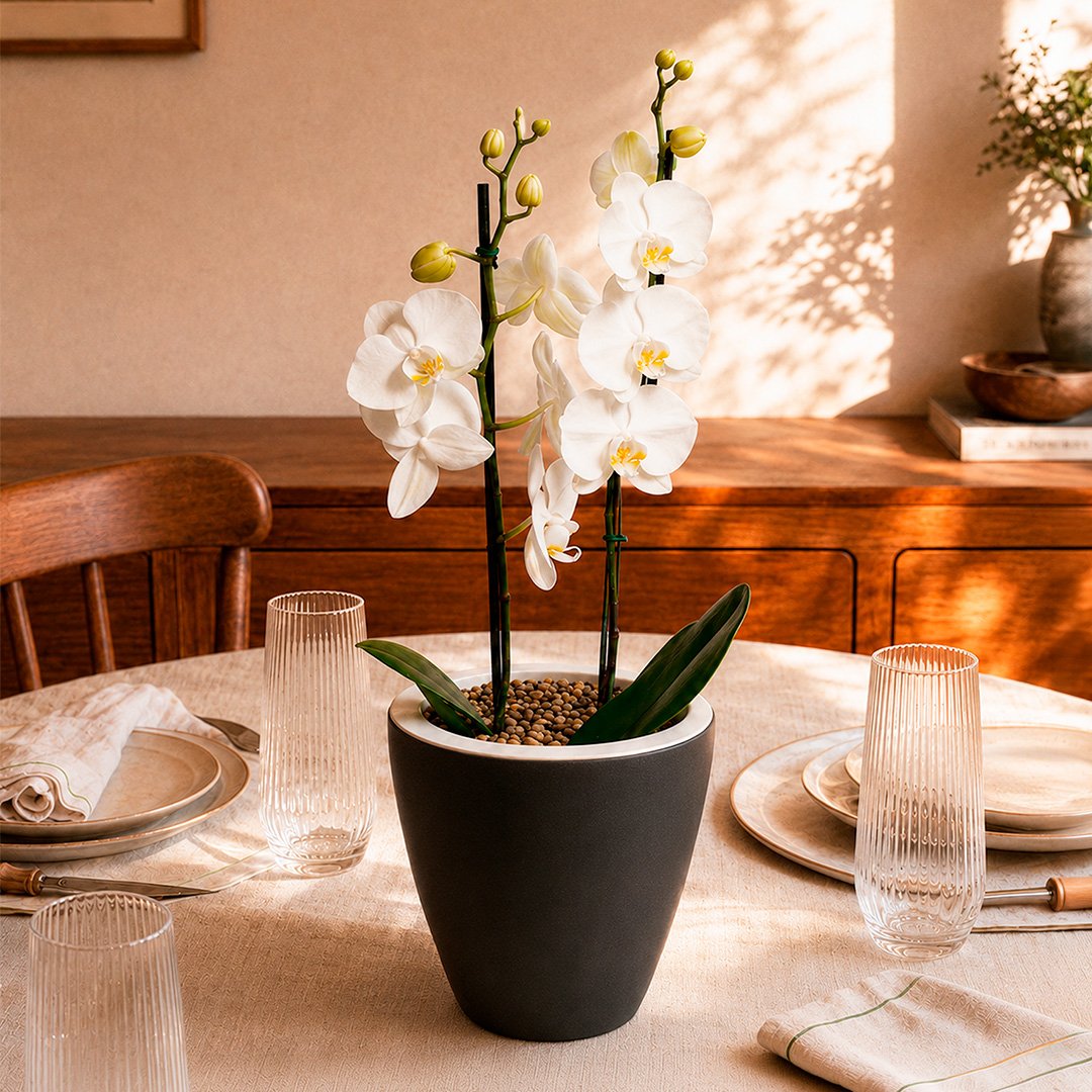 Orquídea Branca Presente no Vaso Preto Jardim