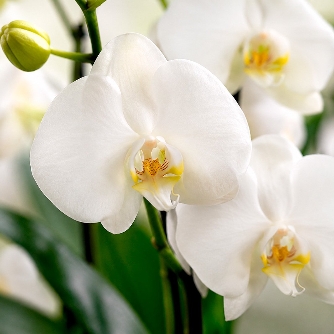 Orquídea Branca Presente no Vaso Preto Jardim