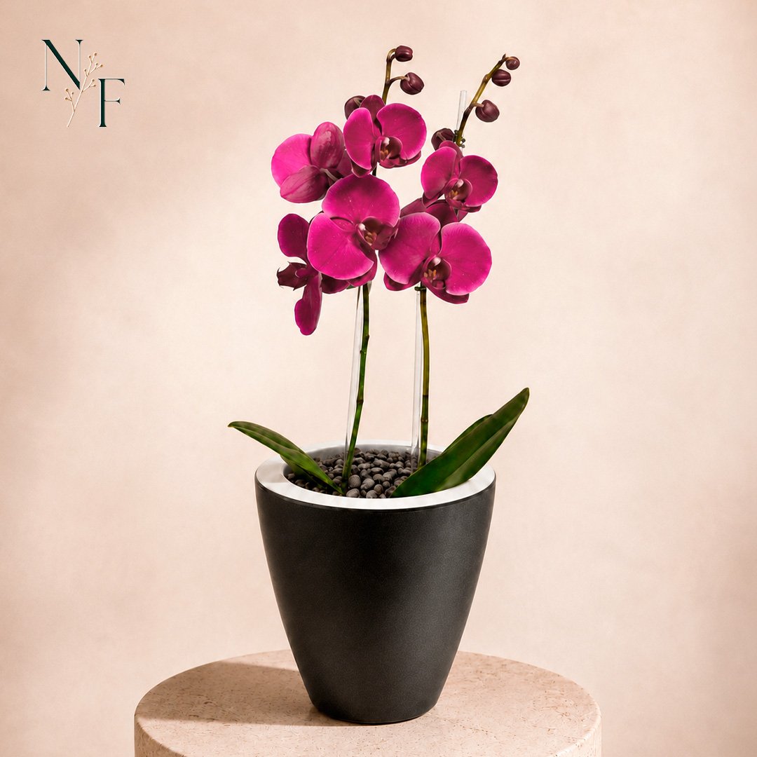 Orquídea Pink Presente no Vaso Preto Jardim