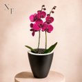 Orquídea Pink Presente no Vaso Preto Jardim