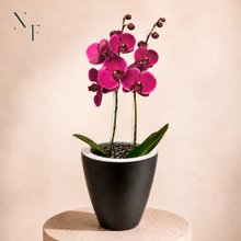 Orquídea Pink Presente no Vaso Preto Jardim